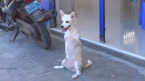 Câinele CANGUR, vedeta din Peru. Povestea EMOŢIONANTĂ a căţelei Estrella care nu are două labe (VIDEO)