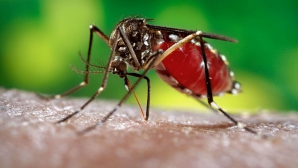 Autoritățile engleza confirmă prezența virusului Zika la trei britanici care au fost în America de Sud