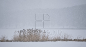 Ger de crapă paiul. Culturi cerealiere compromise de frigul din ultimele zile