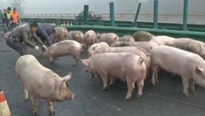 (VIDEO) ESCAPADA PORCILOR pe o autostradă din China! Circulaţia a fost paralizată ore în şir