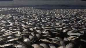 Catastrofă ecologică la Rio de Janeiro! Organizatorii Jocurilor Olimpice, îngrijoraţi