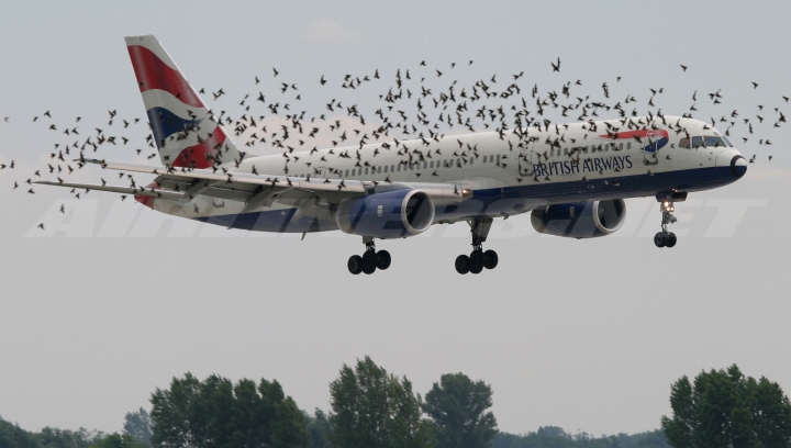 NO COMMENT: Ce se întâmplă când o pasăre se ciocneşte de un avion