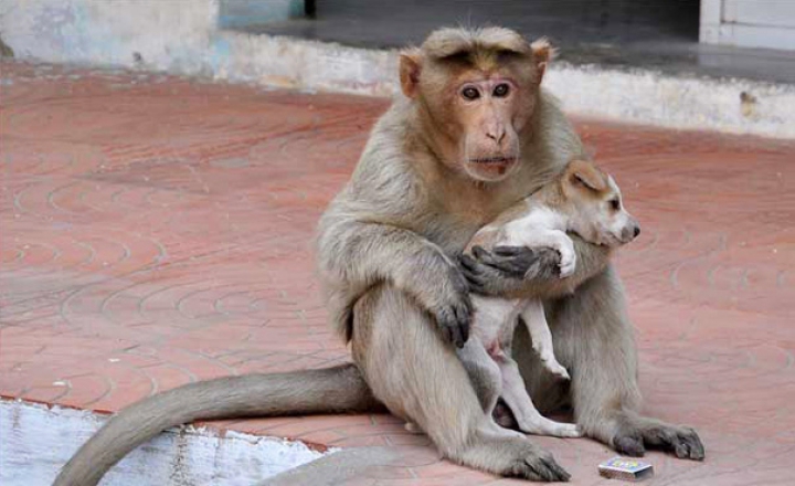 Prietenie fără bariere. O maimuţă şi un căţeluş din India sunt de nedespărţit (FOTO)