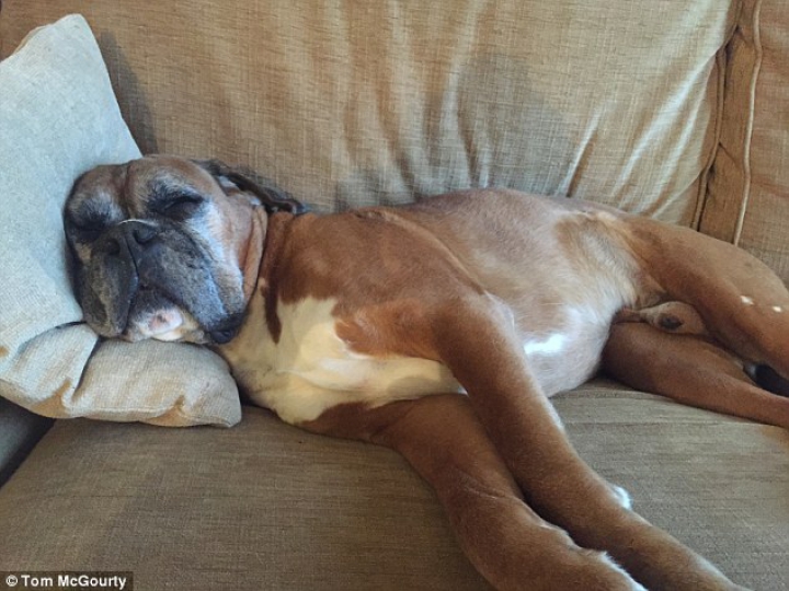 "Era special". Un cuplu britanic a cheltuit 67.000 de lire sterline pentru a-şi clona câinele (FOTO)