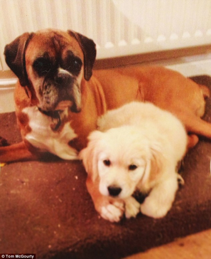 "Era special". Un cuplu britanic a cheltuit 67.000 de lire sterline pentru a-şi clona câinele (FOTO)