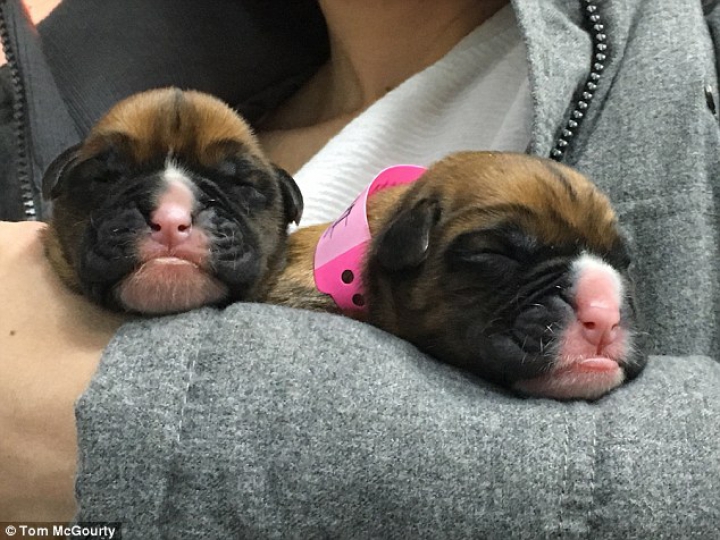 "Era special". Un cuplu britanic a cheltuit 67.000 de lire sterline pentru a-şi clona câinele (FOTO)