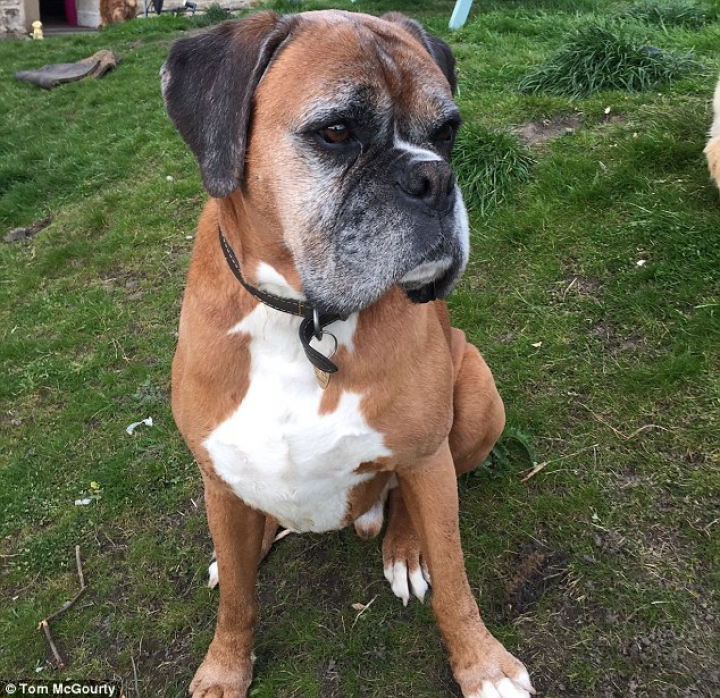 "Era special". Un cuplu britanic a cheltuit 67.000 de lire sterline pentru a-şi clona câinele (FOTO)