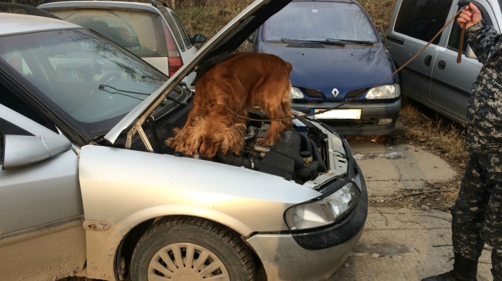 Nu au trecut de câinele Charly. Eşec în contrabanda cu ţigări pentru doi şoferi la Sculeni (FOTO)