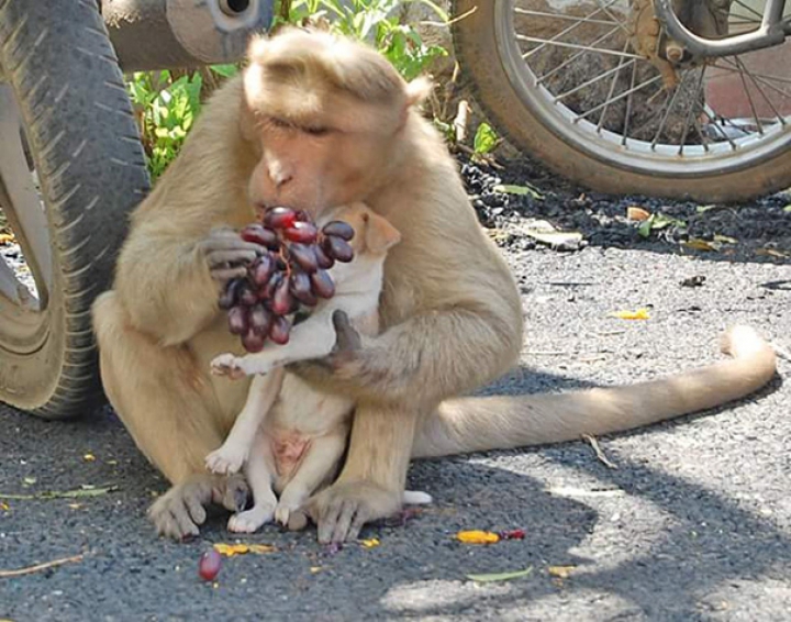 Prietenie fără bariere. O maimuţă şi un căţeluş din India sunt de nedespărţit (FOTO)