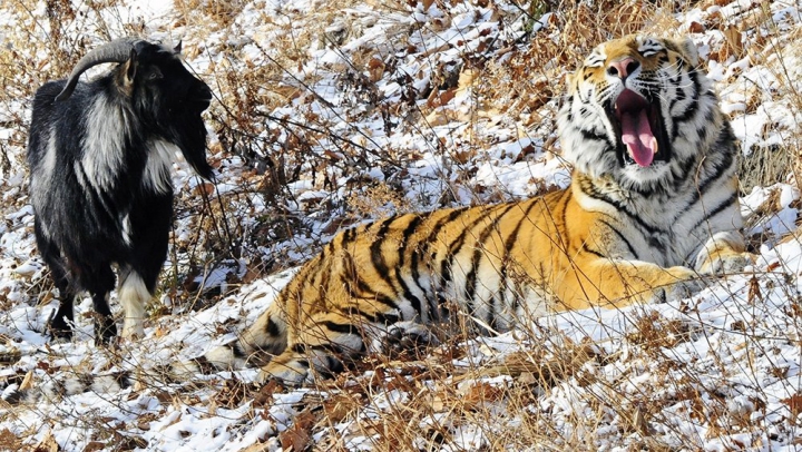 S-a întâmplat INEVITABILUL. Tigrul Amur l-a atacat pe ţapul Timur. Ultimul, evacuat de urgenţă (VIDEO)