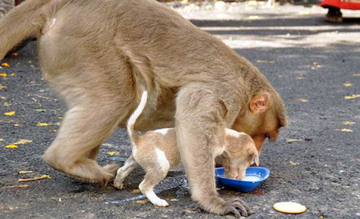 Prietenie fără bariere. O maimuţă şi un căţeluş din India sunt de nedespărţit (FOTO)