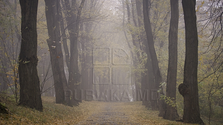 Topul celor mai misterioase păduri din lume. România s-a clasat pe locul II (FOTO)