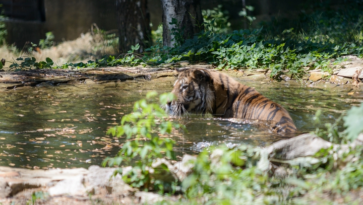 Proiect ambiţios! Cum ar putea fi salvate animalele pe cale de dispariţie