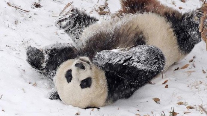 NO COMMENT! Un urs panda se distrează de minune în zăpadă (VIDEO)