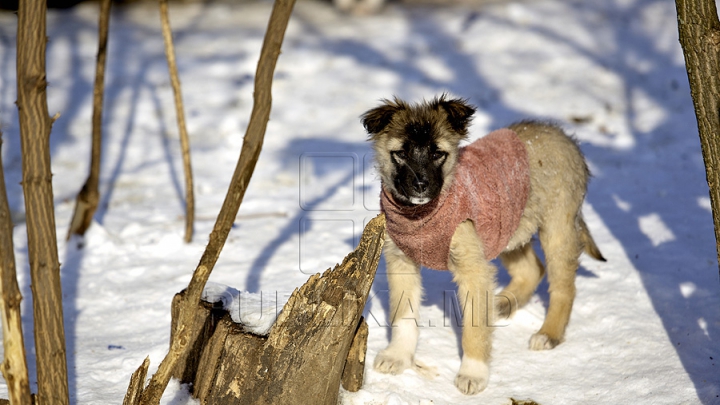 Nu doar oamenilor le place iarna. Cum se distrează animalele în zăpadă (FOTO)