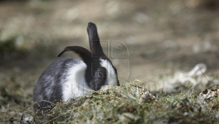 Relaxează-te şi zâmbeşte! Cele mai amuzante fotografii cu animăluțe în timp ce mănâncă  