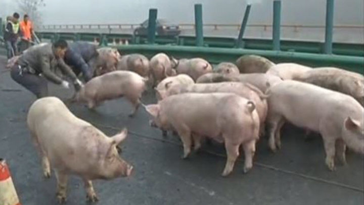 (VIDEO) ESCAPADA PORCILOR pe o autostradă din China! Circulaţia a fost paralizată ore în şir