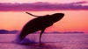 INEDIT: Cum poţi salva balenele vizionând filme porno