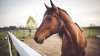 FASCINANT: Și-a dresat caii până au ajuns să facă asta (VIDEO)