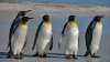  Fenomen GRAV și trist! Sute de pinguini au murit într-o regiune din Antarctica (VIDEO)