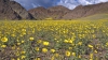 PRIVELIŞTE SPECTACULOASĂ! Una dintre cele mai aride zone din California s-a umplut de flori