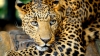 CLIPE DE TEROARE: Un leopard a făcut ravagii într-o şcoală din India (FOTO)