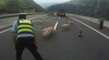 Momentul în care o autostradă din China se umple de porci guiţând (VIDEO)