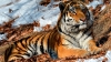 ÎNGROZITOR: În Rusia tigrii pot fi întâlniţi pe marginea drumurilor