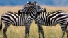 Un fotograf a reușit să fotografieze două zebre cu "un singur cap"