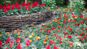 SECRETE neştiute despre limbajul florilor. Dezvăluie ce mesaje pot transmite plantele