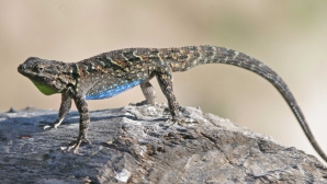 "Din lumea celor care nu cuvântă" Cum arată șopârla zâmbăreață (VIDEO)