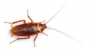 REVOLUŢIONAR! Un robot, inspirat de la gândacii de bucătărie, poate salva mii de vieţi omeneşti 