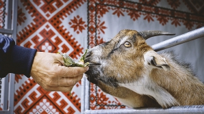 Capre europene, pe dealurile din Găgăuzia. Nu e glumă, e investiţie de milioane