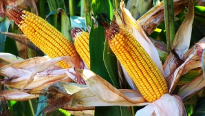 MOTIVUL pentru care Rusia interzice importul de porumb și soia din Statele Unite