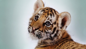 Bucurie mare! Familia animalelor de la zoo din Capitală s-a mărit (VIDEO)