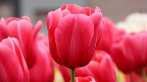 ÎNCEPE SEZONUL LALELELOR - perioada de bun augur pentru proprietarii de sere. Cât costă o lalea 