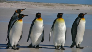  Fenomen GRAV și trist! Sute de pinguini au murit într-o regiune din Antarctica (VIDEO)