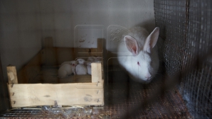 La grădinile zoologice a început sezonul de înmulţire. Cu ce se mândresc menajeriile