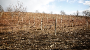 Vremea frumoasă îi scoate pe oameni la muncă în câmp. Specialiștii îi atenționează