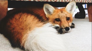 O vulpe a confundat patul cu zăpada. VEI RÂDE CU LACRIMI când vei vedea ce a urmat (VIDEO)