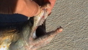 Dezbateri aprinse pe Internet. Creatura BIZARĂ văzută pe malul unui lac (FOTO/VIDEO)