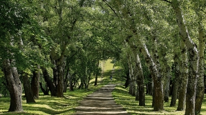 Pădurarul-şef din raionul Edineţ a fost reţinut. UIMITOR ce au descoperit poliţiştii la percheziţii