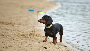 TAXĂ PENTRU CĂŢEI ÎN CAPITALĂ. Banii vor fi folosiţi pentru animalele fără adăpost