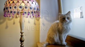 REVOLTĂTOR! O pisică, prizonieră într-un magazin. Incidentul a stârnit DISCUŢII APRINSE (FOTO)