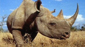 RAPORT: Populaţia de animale din pădurile lumii s-a redus la jumătate faţă de 1970