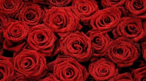 Comercianţii înregistrează profituri, iar natura prejudicii. Detalii îngrijorătoare despre industria florilor