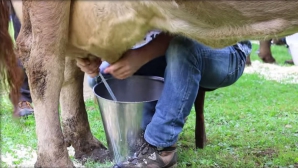 Pentru a-şi impresiona iubitele, unii bărbaţi vor mulge vaca de 8 martie