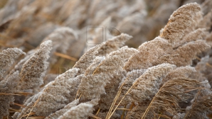 AVERTIZARE METEOROLOGICĂ! Cod Galben de vânt puternic în toată ţara