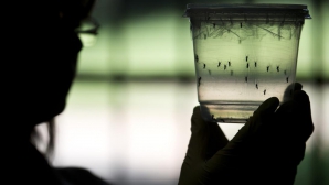 IPOTEZĂ: Boala Zika s-ar putea răspândi şi prin tuse, strănut sau sărut