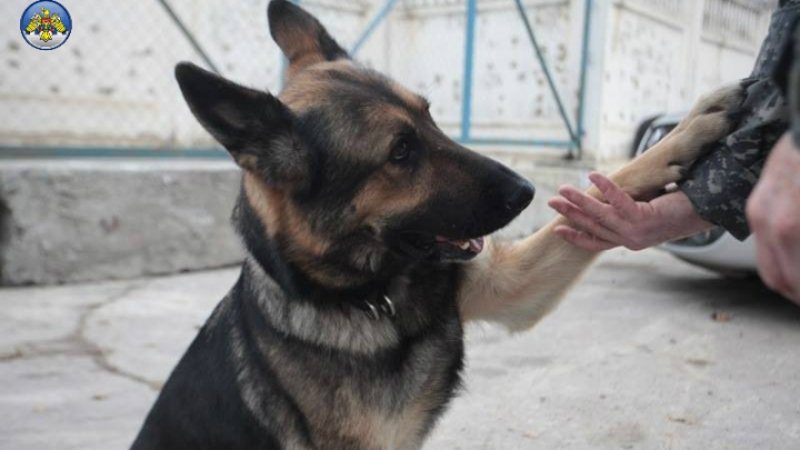 MIROS SUSPECT la vama Leuşeni. Câinele Andy a descoperit ce au ascuns doi şoferi de vameşi (FOTO)